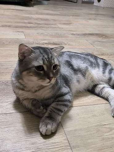 Скотиш Фолд (Шотландская вислоухая), 5 месяцев, Мальчик — 3