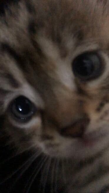 домашние кошки: Кошка даром: Беспородная, 2 года, Девочка, С прививками, Приучена к лотку, Проглистована — 8