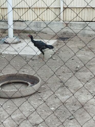 кыргыз добот ит: Дакан жожо мекиштер сатылат активный алмашу жолдору бар адрес Бишкек — 8