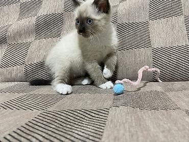 коты белый: 1 месяц, Девочка, Приучена к лотку — 2