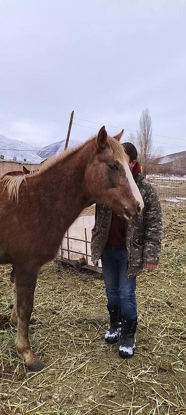 черная британская кошка: Продаю | Кобыла (самка) | Для разведения | Племенные — 5