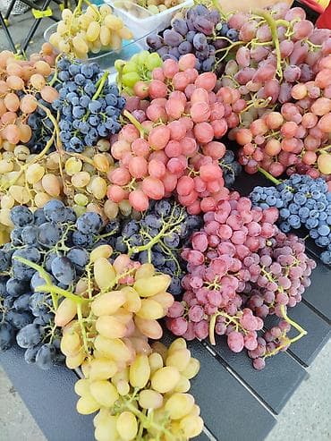 стул бишкек: Саженцы прибалтийскогофундука (лещины),годовалые от 300 сомов — 8