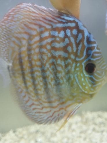 цихлид: Дискусы (Symphysodon) – декоративные аквариумные рыбы круглой формы с — 7