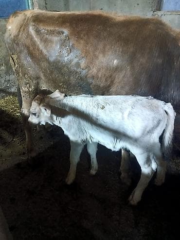быки тёлки: Продаю | Музоо, торпок | На откорм — 4