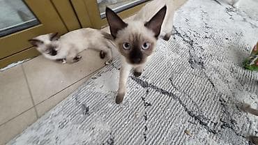 сиамскую кошку: Котята с сиамским (колор-пойнт) окрасом - Помёт из трёх котят — 3