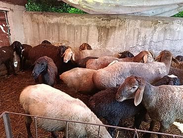 кой машынка: Продаю | Баран (самец), Овца (самка) | На забой — 1