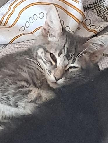 рыжие котята бесплатно: Котята и молодые кошки, разные окрасы и типажи: - Серебристо-серый — 1