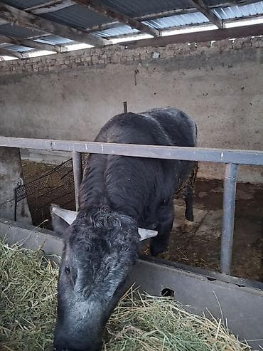 Грызуны: Продаю | Бык (самец) | Бельгийская | На откорм | Привязанные — 4