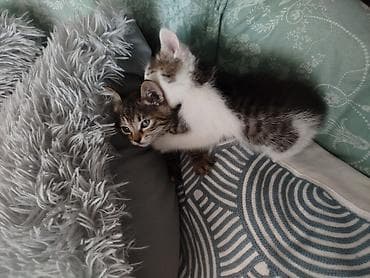 котятки: Кошка даром: Беспородная, Мальчик — 9