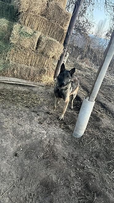 собака беловодск: Продам нету года еще — 1