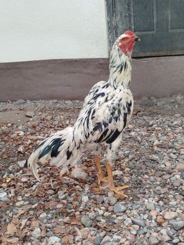 кошка город ош: Дакан жожо короздор сатылат активный алмашу жолдору бар адрес Бишкек — 1