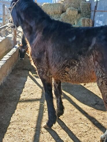 кыргыз доот ит: Сатам | Байтал | Кара Жорго | Союуга | Жасалма жол менен боозутуу — 7