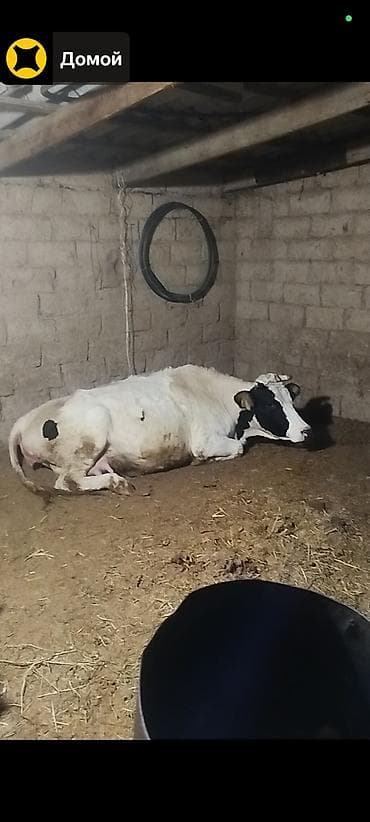 мопс сабака: Продаю | Музоо, торпок | Полукровка | Для разведения | Привязанные — 3