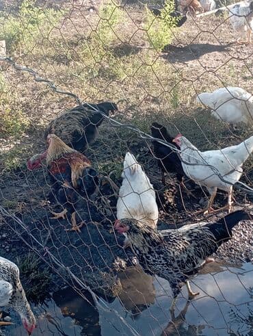 собака доберман сколько стоит: Продаю | Куры | Домашняя | Для разведения — 10