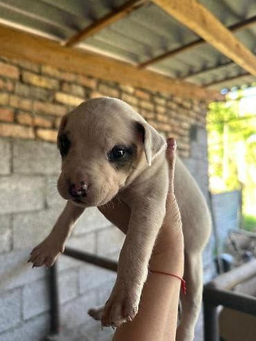 собака хаски: Щенки питбуль — 4