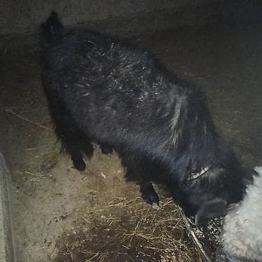 йоркширский терьер мини цена: Продаю | Козёл (самец) | Для разведения | Осеменитель — 3