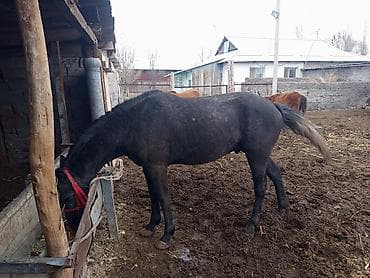 арабские лошади цена: Продаю | Жеребец | Полукровка | Рабочий — 9