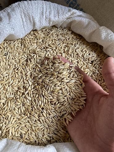 рыбый жир: Овёс в мешках - Натуральное зерно овса в шелухе, целое, однородной — 2