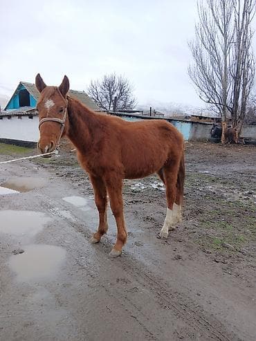 енот живой: Продаю | Конь (самец), Жеребенок | Дончак, Кара Жорго | На забой, Для разведения, Для молока — 5