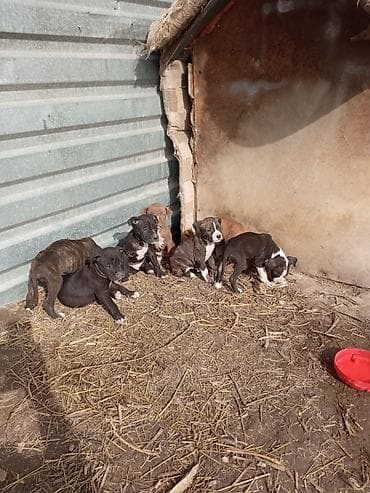 Питбуль, 1 месяц, Самец, С родословной