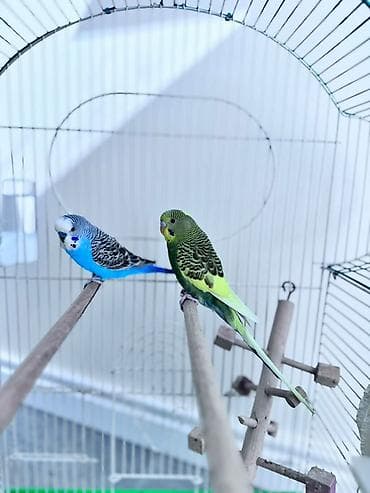 дикий голуб: Пара волнистых попугаев с просторной клеткой и аксессуарами. Состав — 3