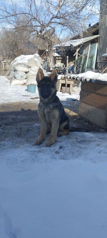 Продажа собак: Немецкая овчарка, 3 месяца, Самка, С прививкой — 5