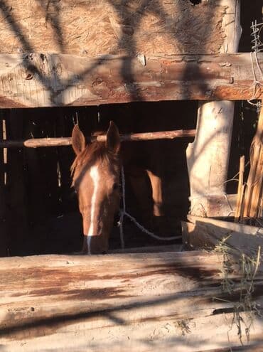 купить кошку бишкек: Продаю | Жеребенок, Кобыла (самка) — 1