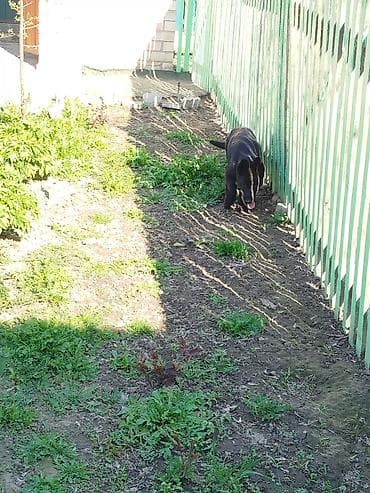 отдам даром попугая жако: Немецкая овчарка, 4 месяца, Самка, С прививкой — 5