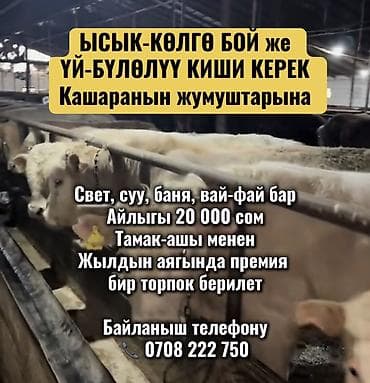 Требуется Скотник, Оплата: Ежемесячно, Питание at lalafo.kg Требуется Скотник, Оплата: Ежемесячно, Питание