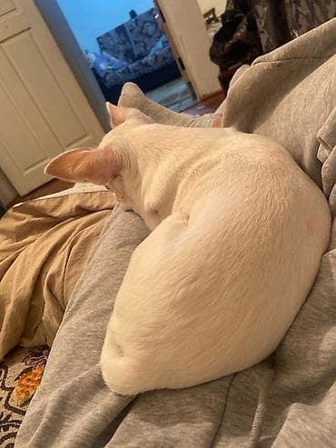 собаки корги: Вязка: Чихуахуа, Самка, 2 года, С прививкой — 4