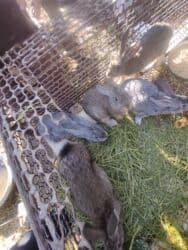 продам козу дойную: Продаю | Крольчата | Для разведения | Племенные — 5