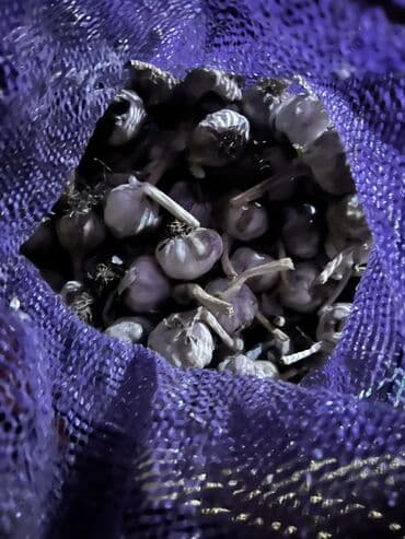 раковина с тумбой в бишкеке: Чеснок В розницу — 2