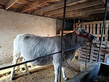 козулу кой: Продаю | Корова (самка) | Для молока | Привязанные — 5