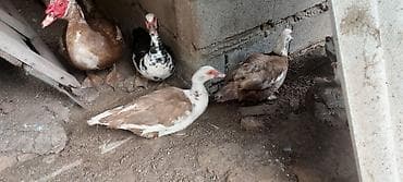 утки лалафан: Мускусные утки (индоутки), поголовье смешанной окраски — 3
