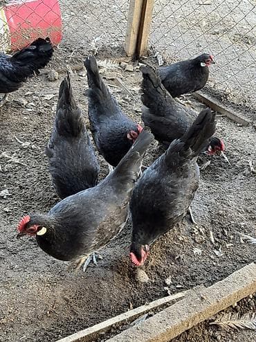 Продам карликов куры петухи в наличии