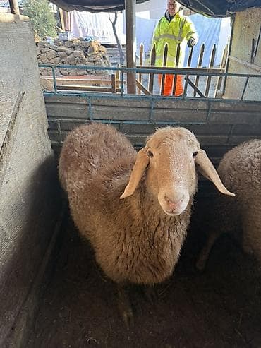 А/ч жаныбарлары үчүн тоюттар: Сатам | Ургаачы кой (ургаачы) | Арашан | Союуга | Ургаачы — 6