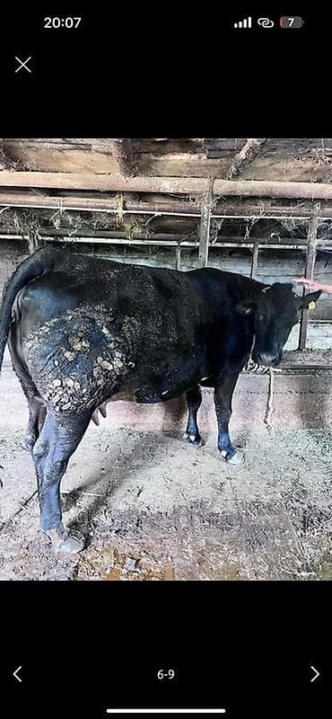 лимузин бык: Продаю | Бык (самец) | Для разведения | Осеменитель — 4