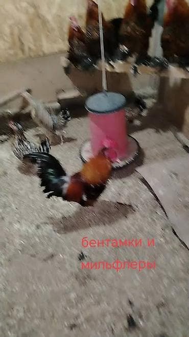 яйца брама: Продаю | Куры | Для разведения — 2