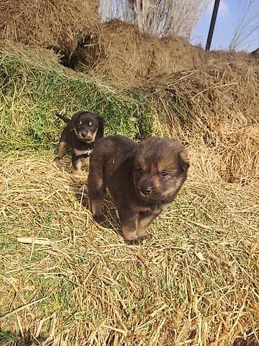 купить собаку шпиц: Щенки метисы, помет из нескольких малышей. Окрас преимущественно — 3
