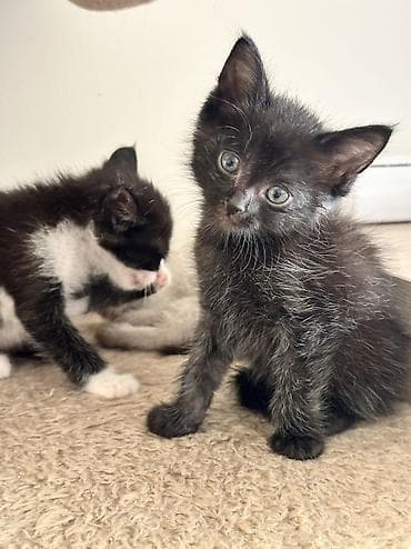 коты бесплатные: Отдаются даром котята примерно 1-2 месяца. Бело черная - девочка — 9