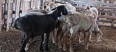 аршан кой: Продаю | Баран (самец) | Гиссарская, Полукровка, Арашан | На забой, Для разведения | Осеменитель — 1