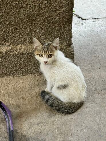 дом кошка: Котята Отдам даром - Возраст: ориентировочно 2–3 месяца (малыши на — 1