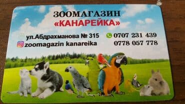 корм для птенцов волнистых попугаев: Попугаи Кареллы молодые хорошо обучаются — 7