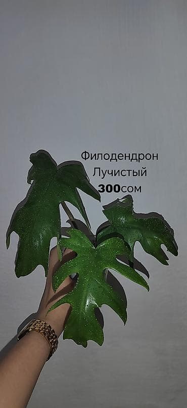 лимон растение: Комнатные растения — саженцы и черенки. 1) Живое дерево (лечебное) — — 9