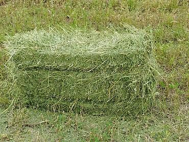 солома сено: Чөп беде престер сатылат. Бесплатно с доставкой по городу Токмок — 7