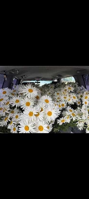 Оптом и в розницу 💐Ромашки (садовые, крупноцветковые) - Белоснежные at lalafo.kg Оптом и в розницу 💐Ромашки (садовые, крупноцветковые) - Белоснежные
