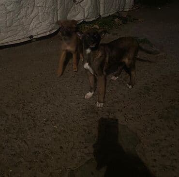 продам собаку: Овчарка, 2 месяца, Самка — 12