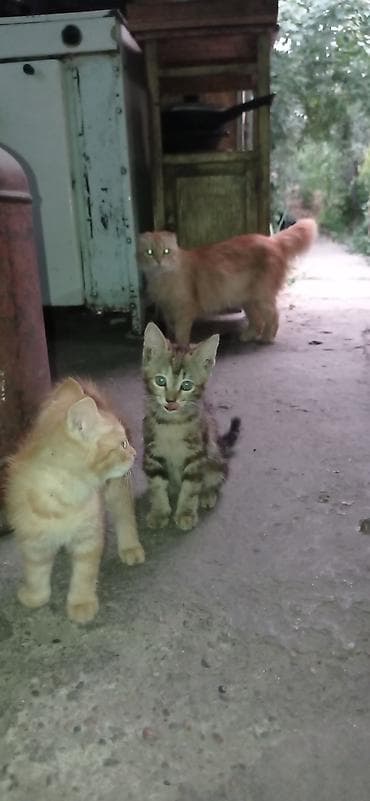 Котята Шотладской породыпрямоухие,2месяца,проглистованы, к лотку