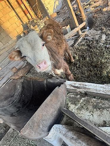 рабочие лошади: Продаю | Тёлка | Герефорд | На откорм | Привязанные — 1