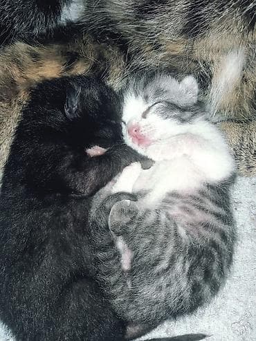 Котята из одного помёта - Окрас: один полностью чёрный, второй